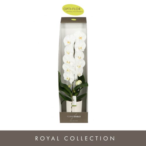 OPTI Formidablo Niagara Falls in White Lazio - 1 ág Bordó P12 70 cm