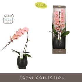   OPTI Formidablo Niagara Falls in White Lazio - 1 ág Barack P12 70 cm