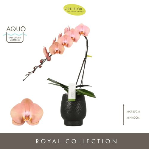 OPTI Formidablo Niagara Falls in White Lazio - 1 ág Barack P12 70 cm