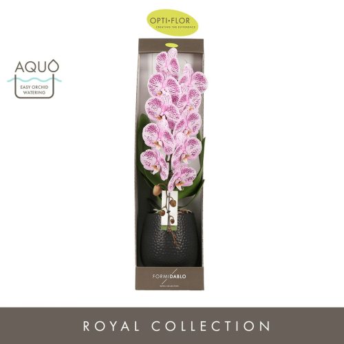 OPTI Formidablo Niagara Falls in White Lazio - 1 ág Lila Cirmos P12 70 cm