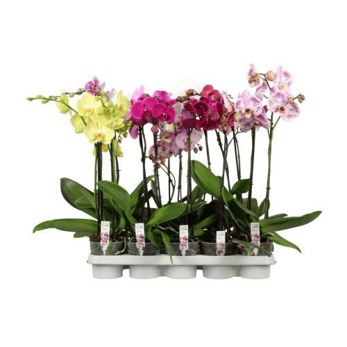 OPTI Phalaenopsis Founda 1-2 ág Mix P12