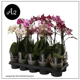 Phal. Multiflora Mix - 1 ág P12 A2