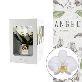   Angel | Showbox White in Lisa white kerámia | Phalaenopsis 2 ág