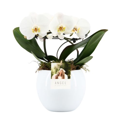 Angel | Showbox White in Lisa white kerámia | Phalaenopsis 2 ág