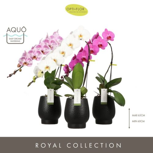 OPTI Formidablo Niagara Falls in White Lazio - 1 ág Mix P12 70 cm