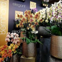 Orchidea Beültetéseink